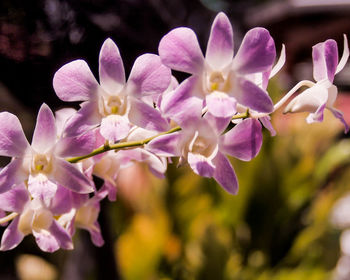 Close-up of purple flowering plant