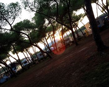 Trees in park against sky