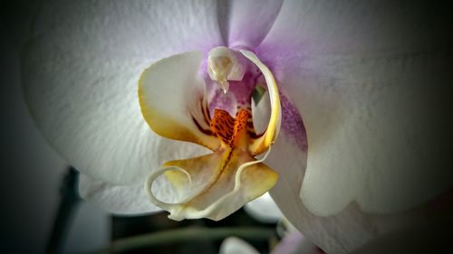 Close-up of white flower