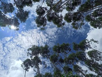 Low angle view of trees against sky