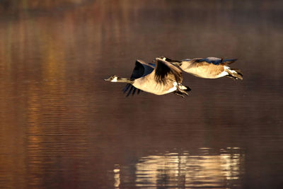 Morning geese