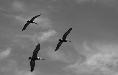 Low angle view of seagull flying against cloudy sky