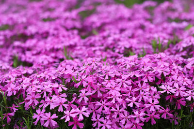 Close-up of pink flowering plants