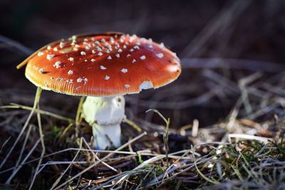 Close-up of fly agaric mushroom on field