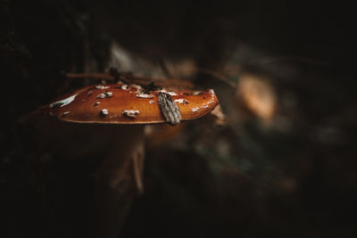 Close-up of mushroom growing on wood
