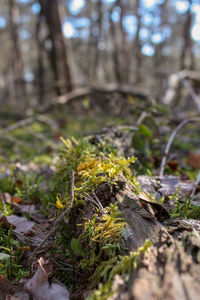 Close-up of moss growing on tree trunk