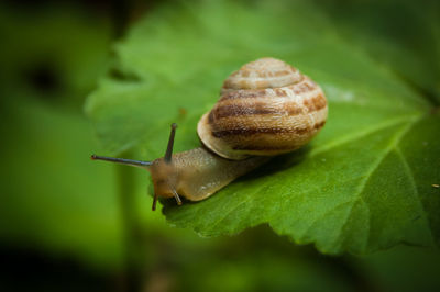 Close-up of snail on leaf