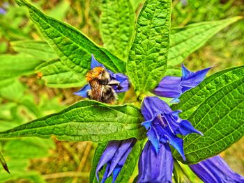 Close-up of insect on leaf