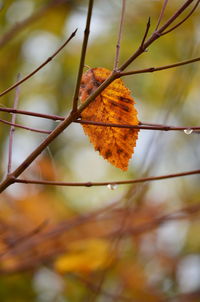 Close-up of dry leaves on branch against blurred background