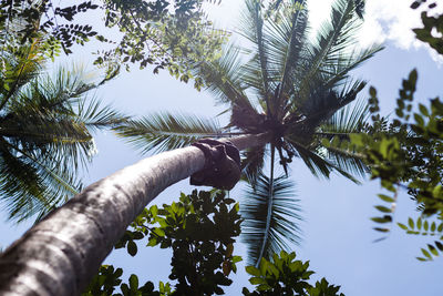 Palm tree against sky