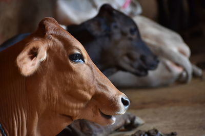 Close-up of cow