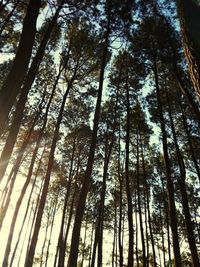 Low angle view of trees in forest against sky