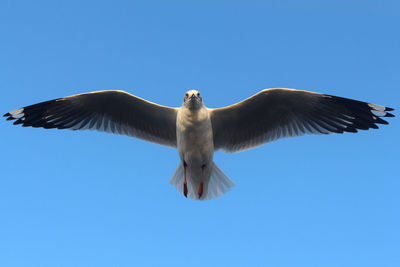 Low angle view of seagull flying against clear blue sky