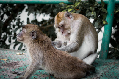 Monkeys sitting outdoors
