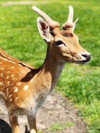 Close-up of deer on field