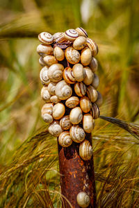 Close-up of snail on grass