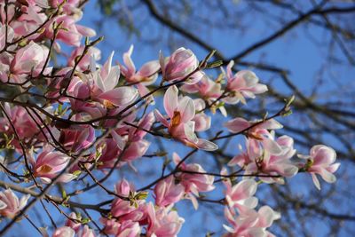 Low angle view of cherry blossoms in spring