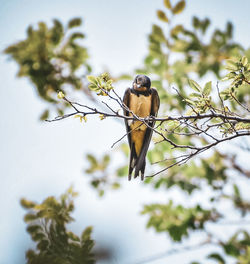 animal wildlife