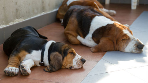 Dogs lying down on floor