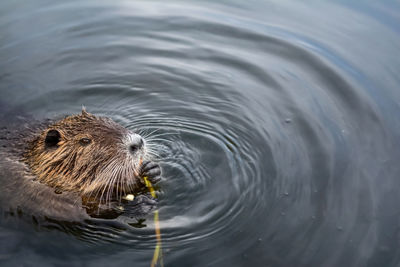 Close-up of an european beaver swimming in water
