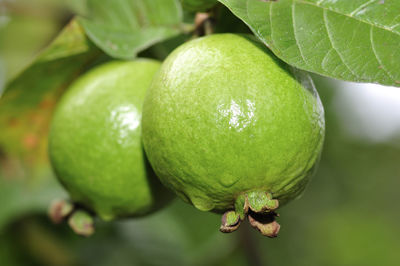 Close-up of lemon growing on tree