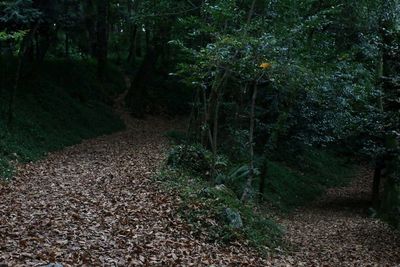 Footpath leading to forest