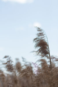 Low angle view of frozen plants against sky