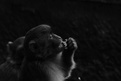 Close-up of monkey