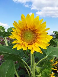 Close-up of yellow sunflower against sky