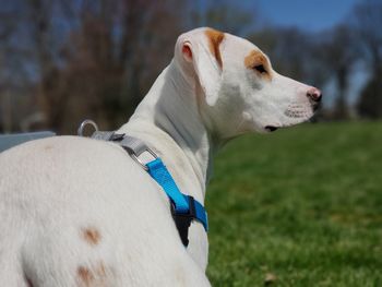 Close-up side view of white dog looking away on land