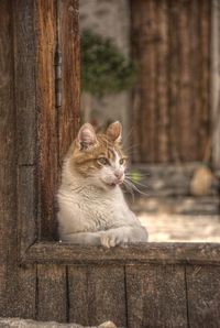 Close-up of cat