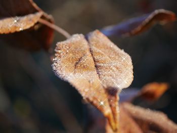 Close-up of dry leaves on plant during winter