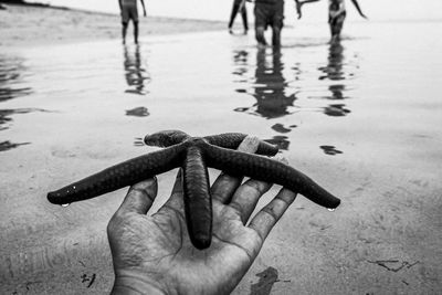 Black and white high angle view of starfish in sea