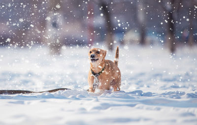 Dog running on beach