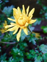 Close-up of yellow flower