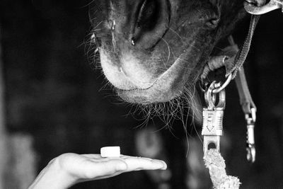 Holding sugar cube at cropped horse