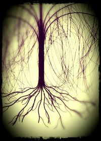 Bare tree against sky
