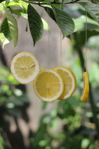 citrus fruit