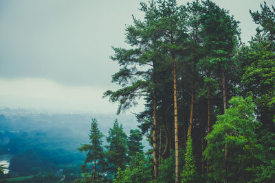 Trees in forest against sky