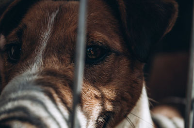 Close-up of dog looking away