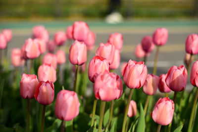 Close-up of red tulips