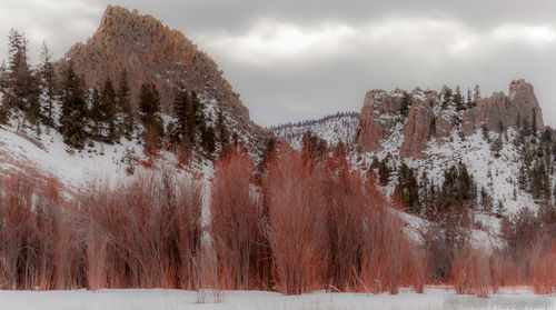 Trees on snow field against sky