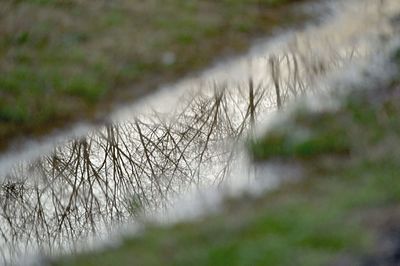 Bare tree on field