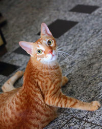 Portrait of a cat
