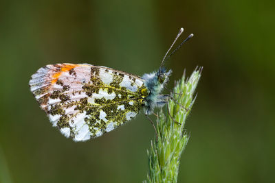 Close-up of butterfly pollinating flower