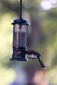 Close-up of bird feeder