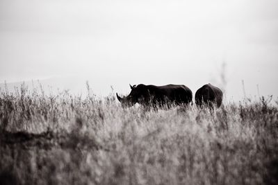 Rhinoceroses standing on grassy field against clear sky