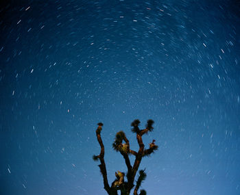 Star trails above joshua tree