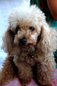 Close-up portrait of dog sticking out tongue