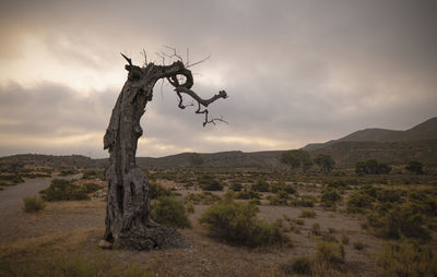 Landscape of dead olive tree in tarbenas desert, almeria, spain, against sky